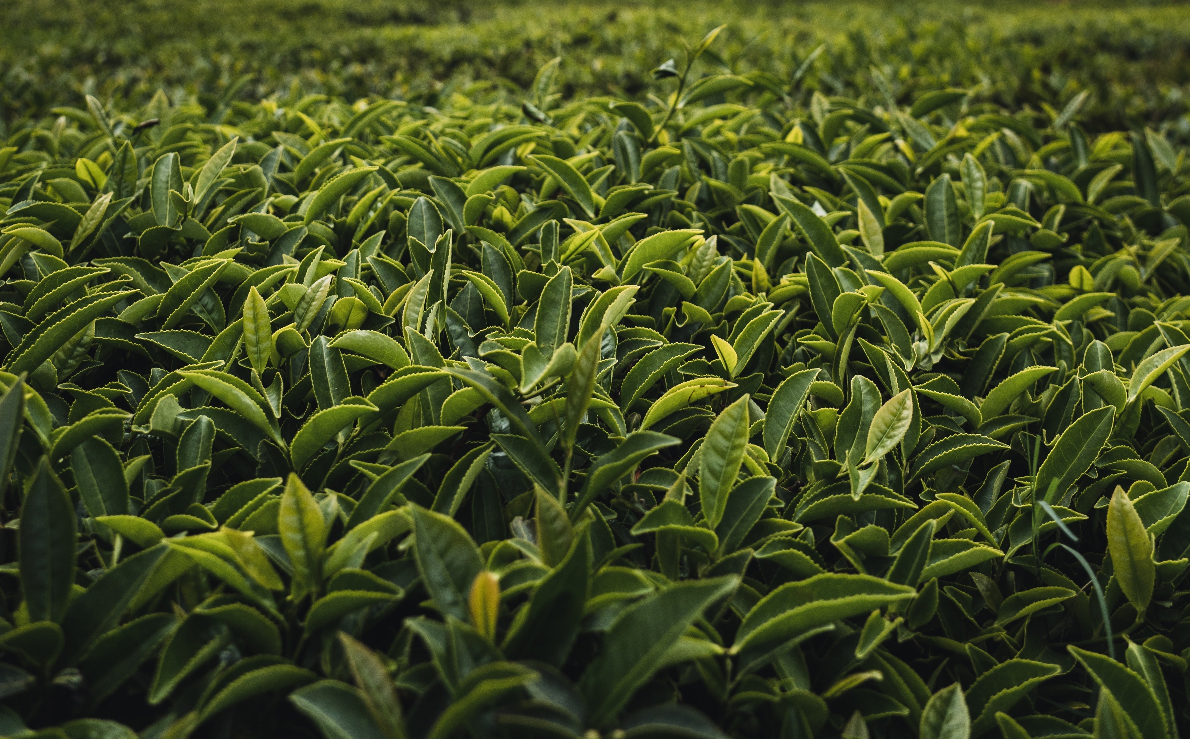 field of unpicked tea plants with a focus on the leaves