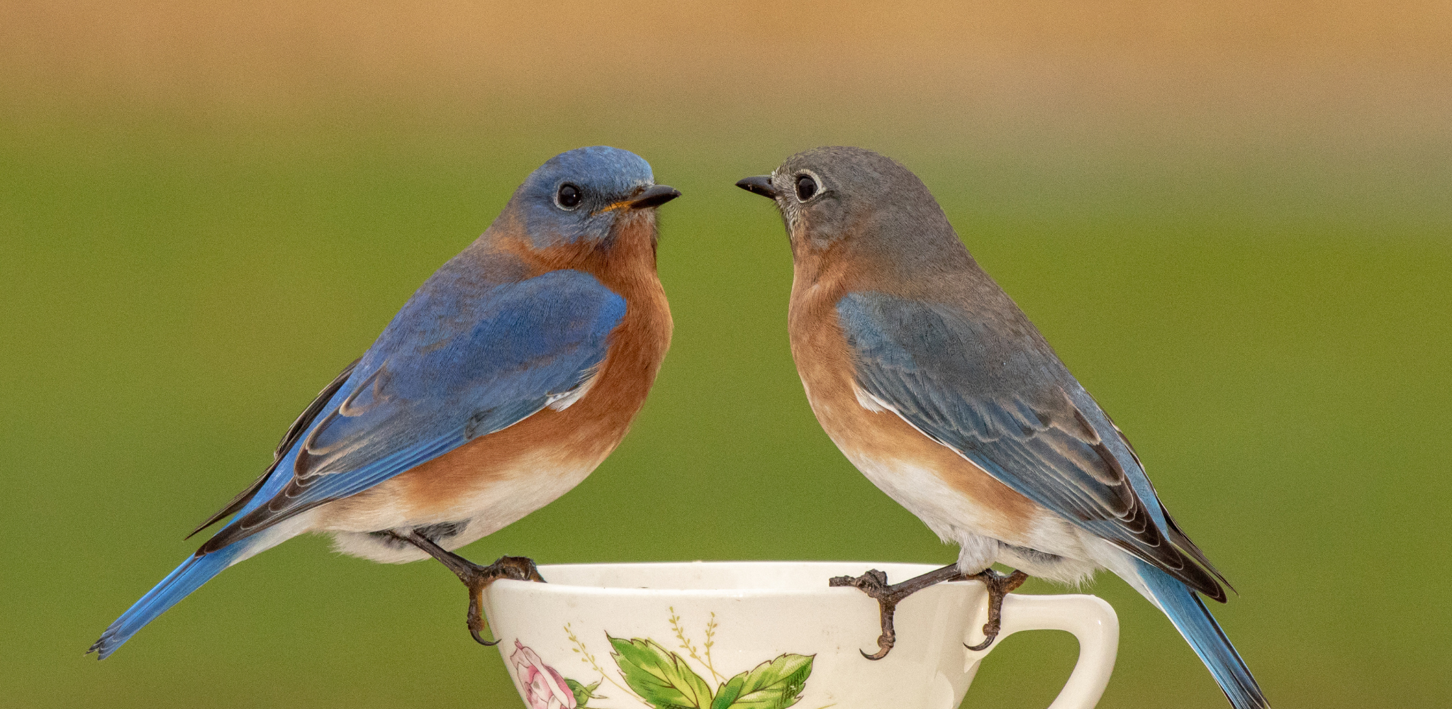 male and female bluebirds sitting on a vintage teacup