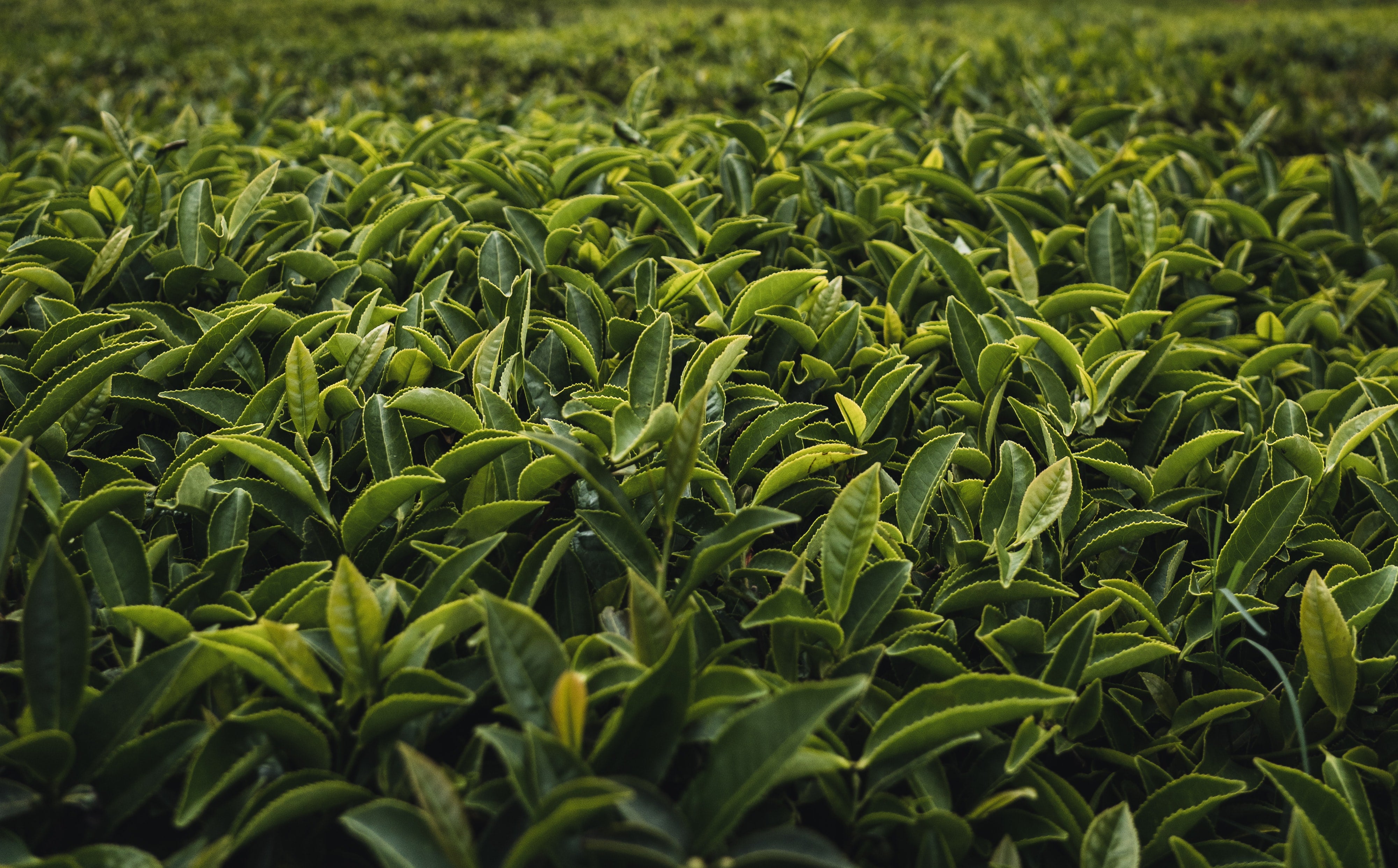 tea plantation