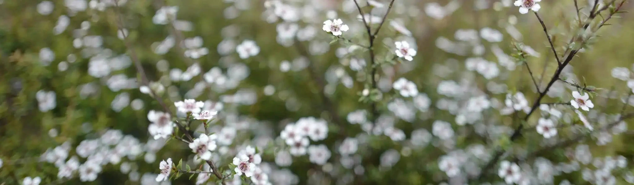 manuka blossoms